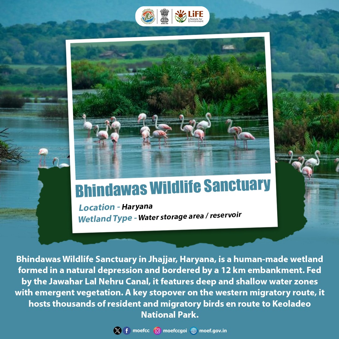 moefcc's tweet image. Bhindawas Wildlife Sanctuary in Haryana is a human-made wetland and a key stopover on the western migratory route, supporting thousands of resident and migratory birds.

#Wetlands #MissionLiFE #ProPlanetPeople
