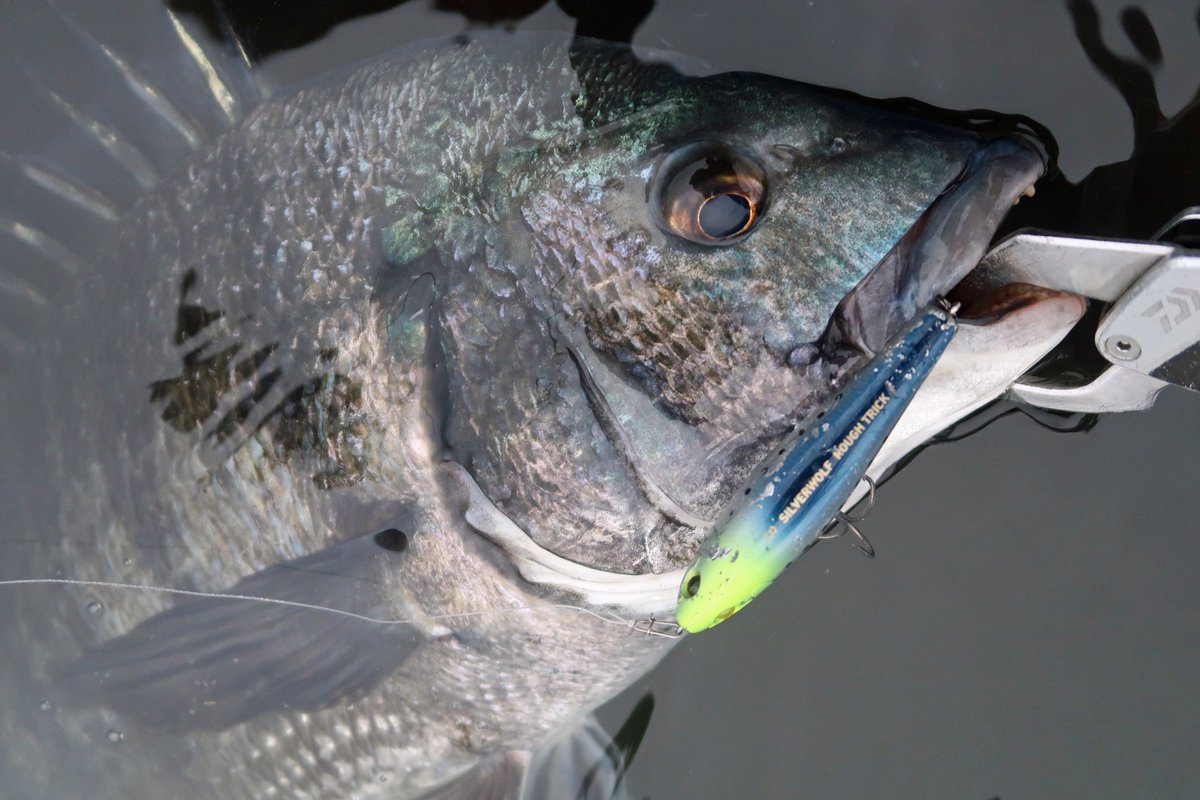 もりぞー様 もりぞー (@morizo57) / Posts / X