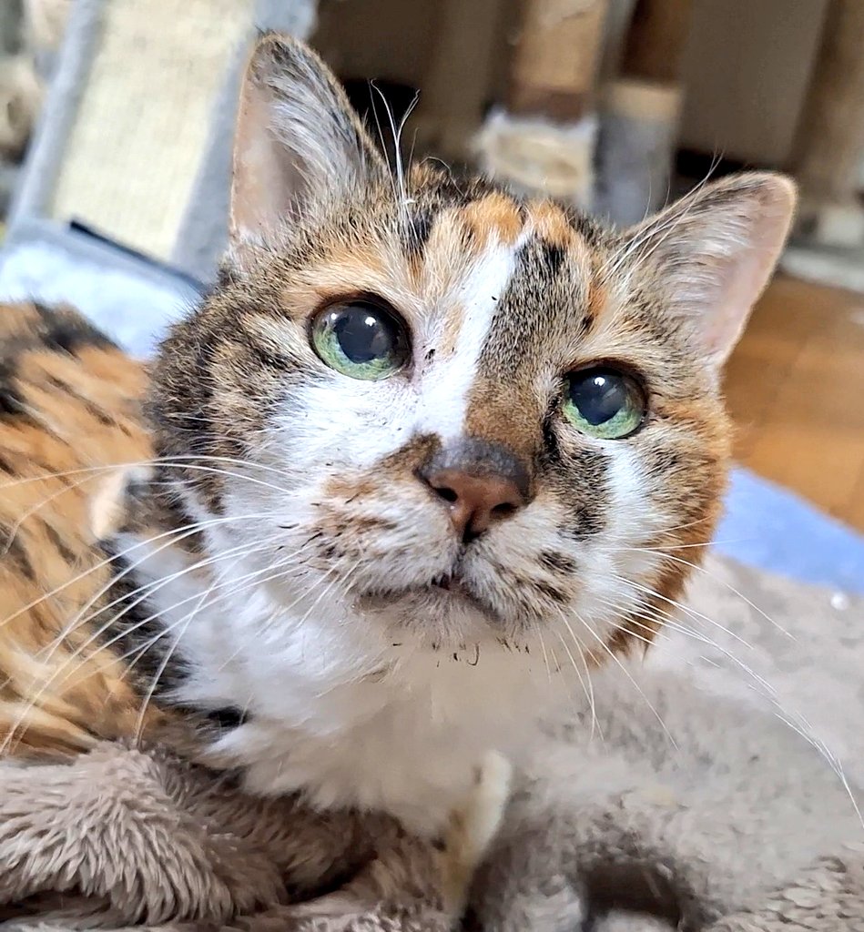 チャマコ (@chamagonkomen) / Posts / X