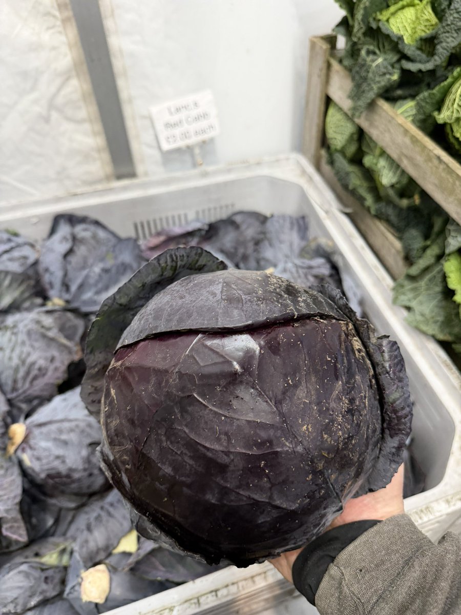 TatwsTrading's tweet image. You can stick your Crappy plastic wrapped 5p 8p 10p 15p it’s Absolutely Pathetic undermining &amp;amp; devalueing fantastic produce they don’t realise it’s backfiring on them 👍👍👍👍👍👍👍👍👍 Direct from the Farm 4kg red cabbage only £2 EVERYONE makes a living 💪not just you know who