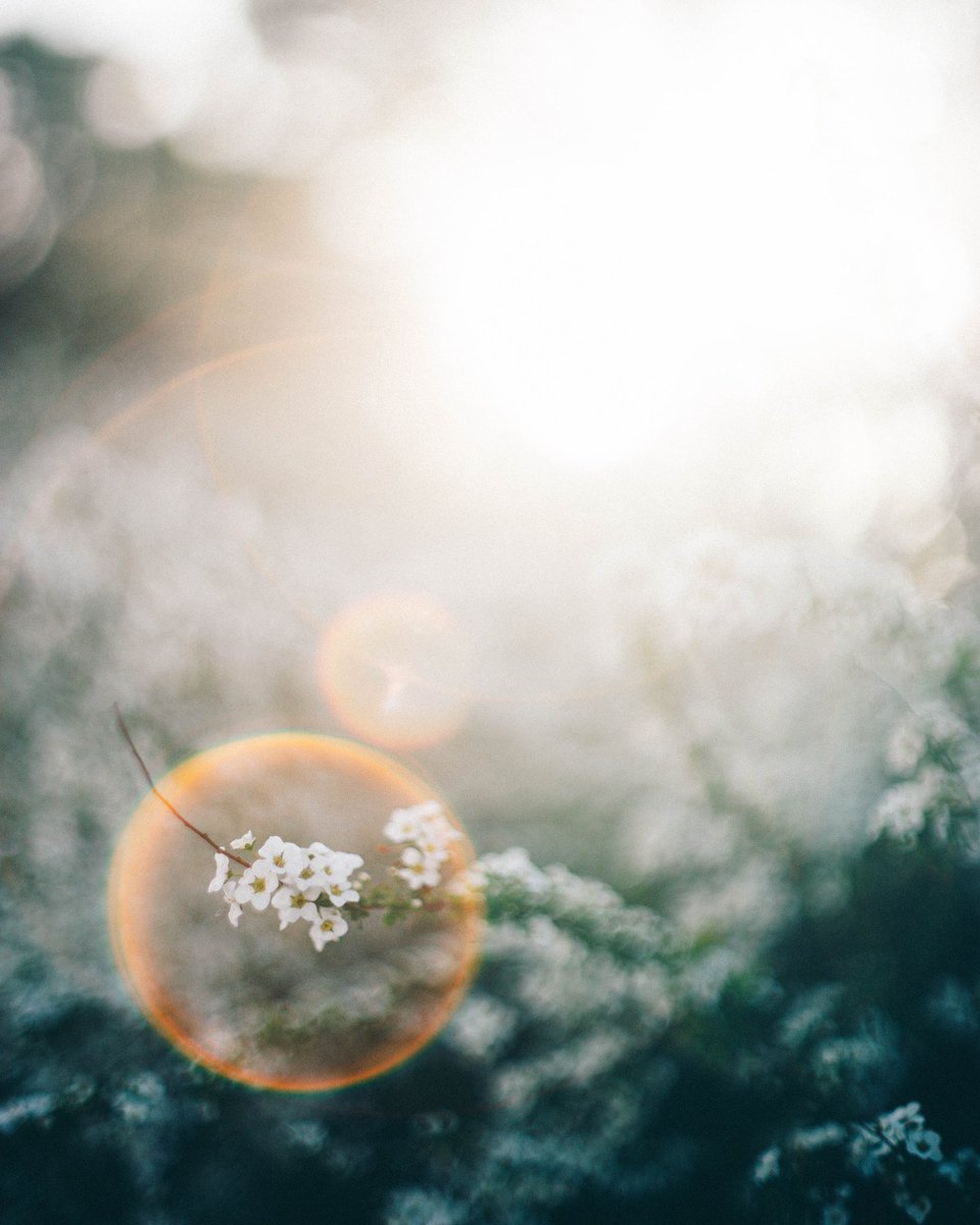 _kanakoara_'s tweet image. flowers