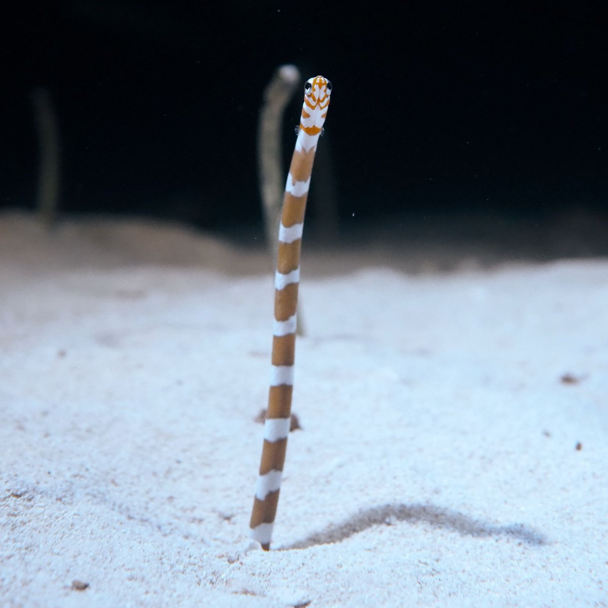 小さな胸びれを探してみてねϵ( 'Θ' )϶ #竹島水族館 #ニシキアナゴ