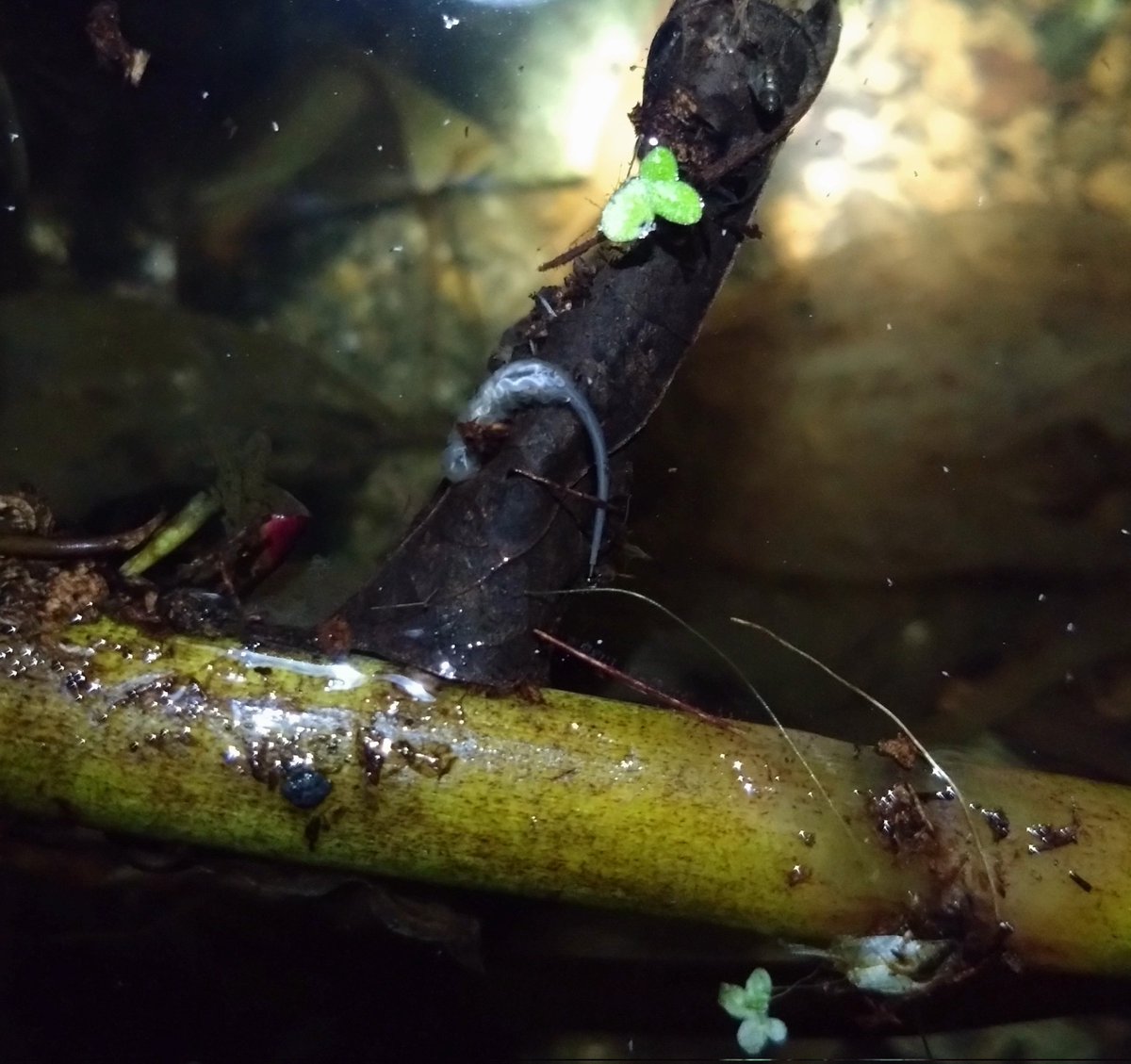 ♦︎ OGAWA / 湿地帯と金魚 湿地帯と金魚/NORIKO OGAWA/小川範子｜日本のロック｜ディスクユニオン