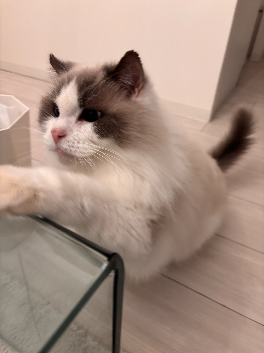 miitoharu's tweet photo. ハル9歳おめでとう🎉
ケーキは飼い主の。
ハルにはちゅーる🩷
毎日愛おしすぎる😊 https://t.co/Bjbt2iVBKu