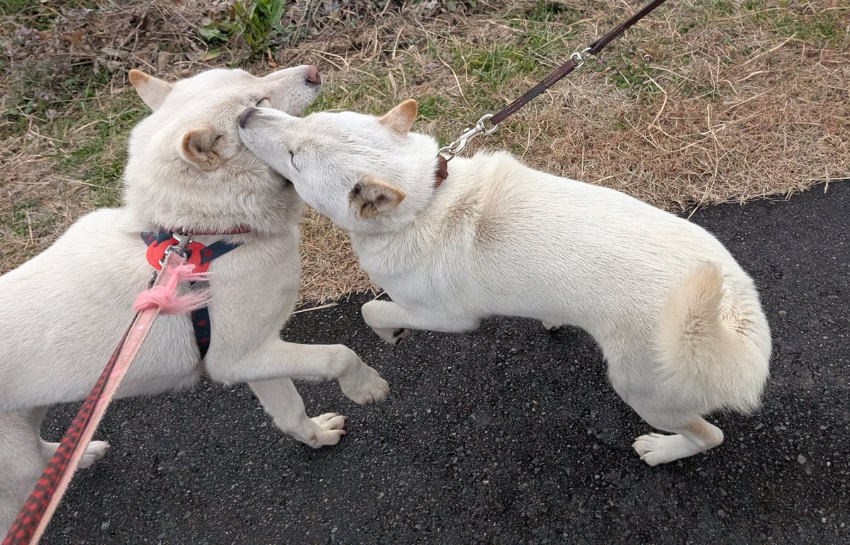 パパ、子育て奮闘中😅 #北海道犬