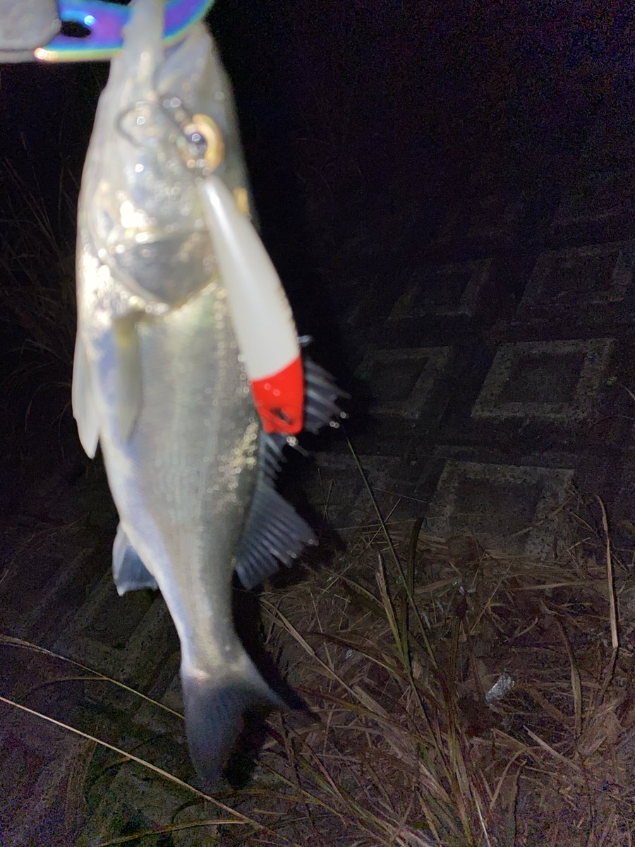 YG_seabass's tweet photo. 外房河川の上潮

ラルタン橋脚にぶつけて真っ二つ…
下手くそって自分で声出してもうた…

ニゴイちゃんは元気いっぱいですた https://t.co/9ZMu6Ecf6K