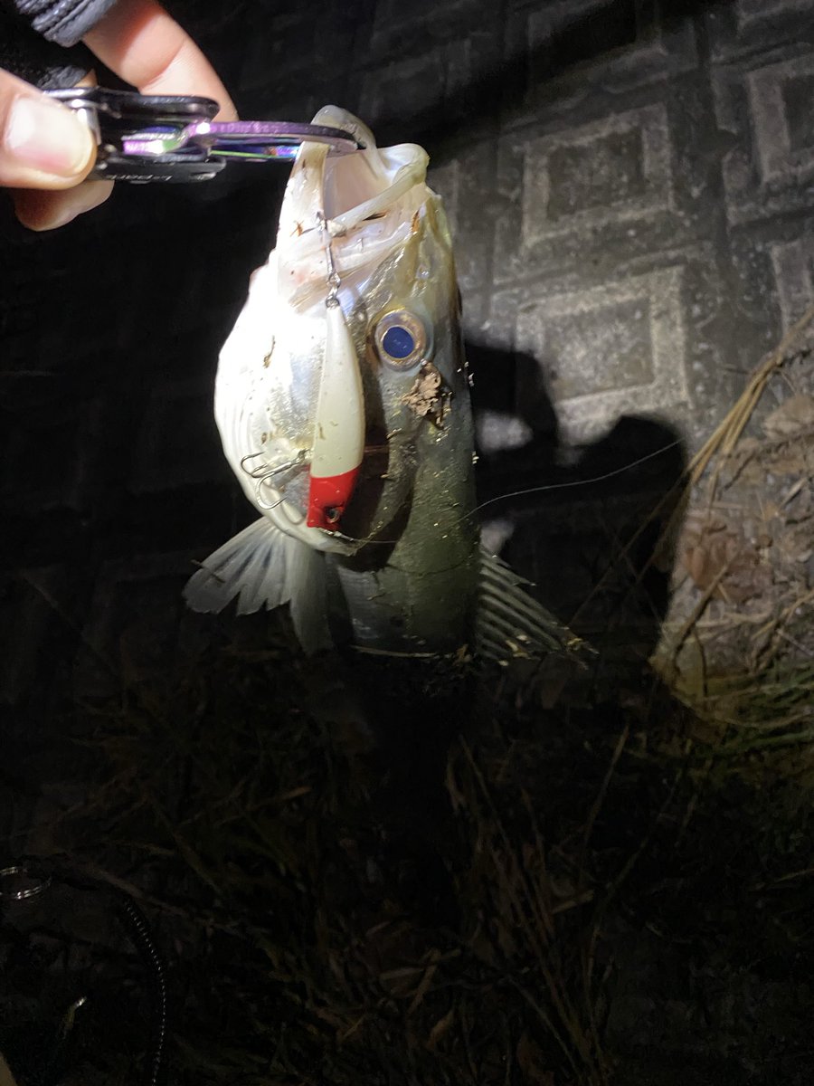 YG_seabass's tweet photo. 外房河川の上潮

ラルタン橋脚にぶつけて真っ二つ…
下手くそって自分で声出してもうた…

ニゴイちゃんは元気いっぱいですた https://t.co/9ZMu6Ecf6K
