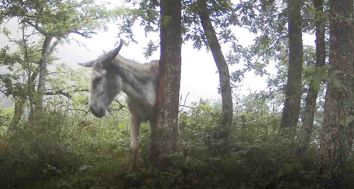 FAPASSPAIN's tweet image. DAÑOS DE OSO, FICCIÓN O REALIDAD
Era cuestión de tiempo que el oso entrase de lleno en el punto de mira de quienes ven a los animales salvajes como una molestia
fapas.es/noticias/danos…