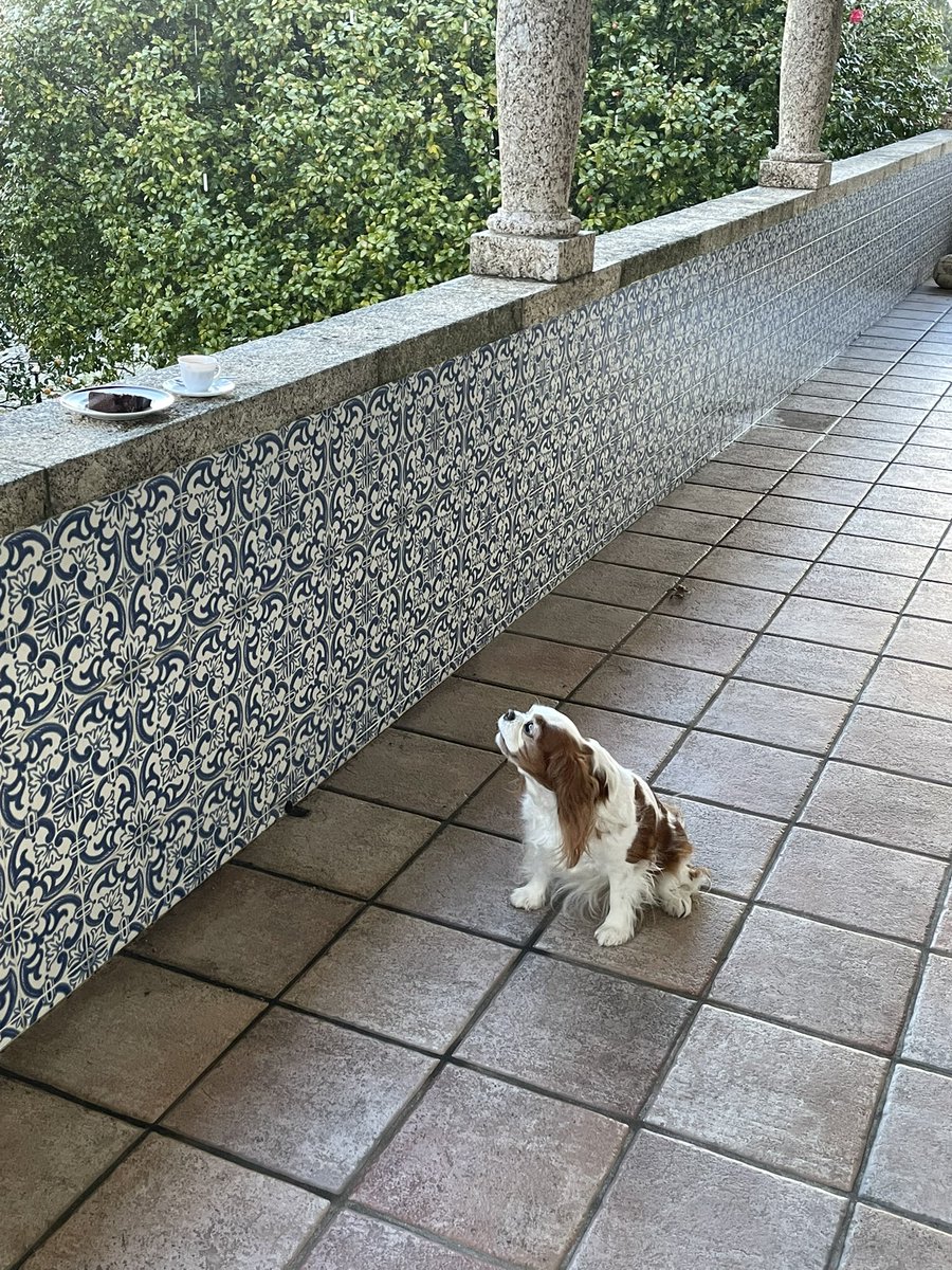 MiguelC40130919's tweet photo. Acordamos com chuva e ficamos logo cheios de vontade de realizar várias tarefas 🙄 só que não…
Bom dia de Domingo a todos ☕️🐶
#sundaycake #xochuva https://t.co/5LBLoJoc26
