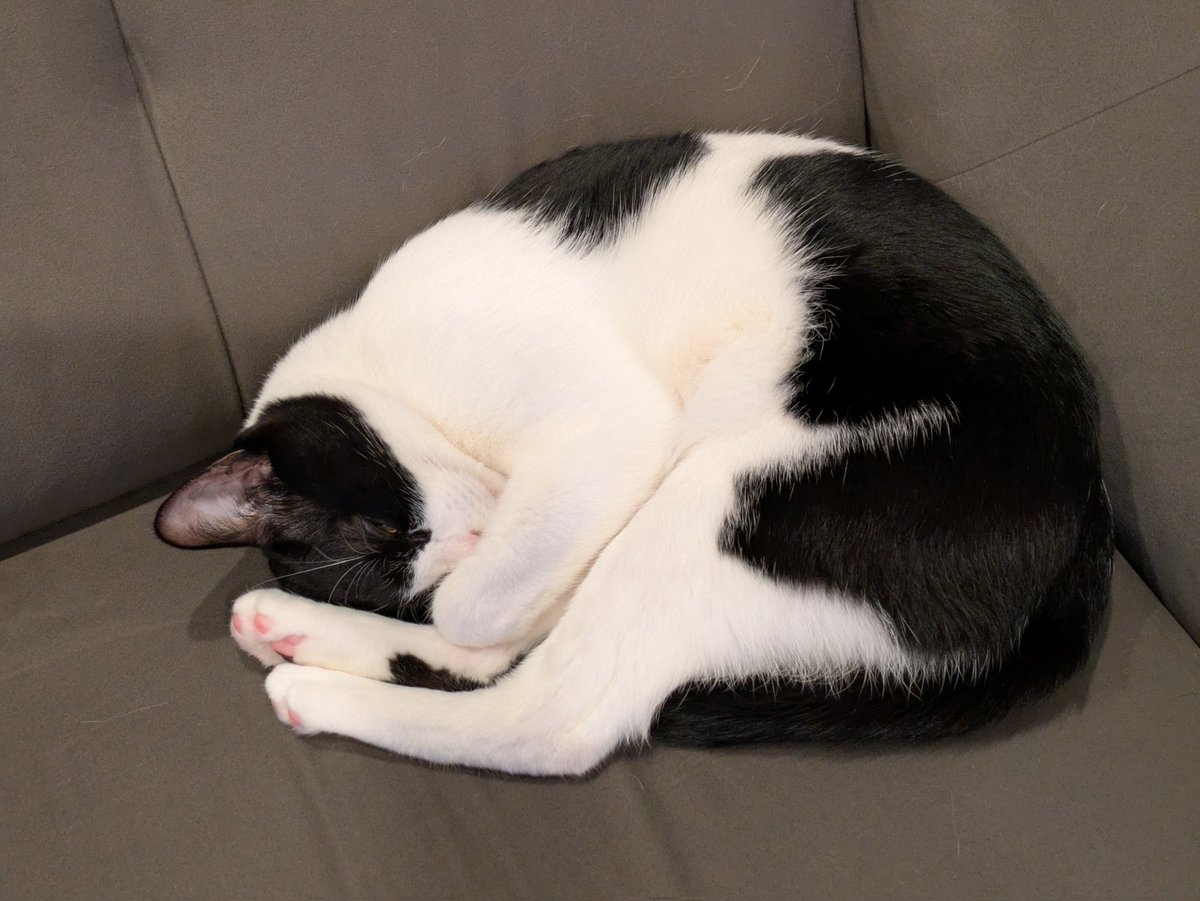 ネッコかわいいからつい撮っちゃう