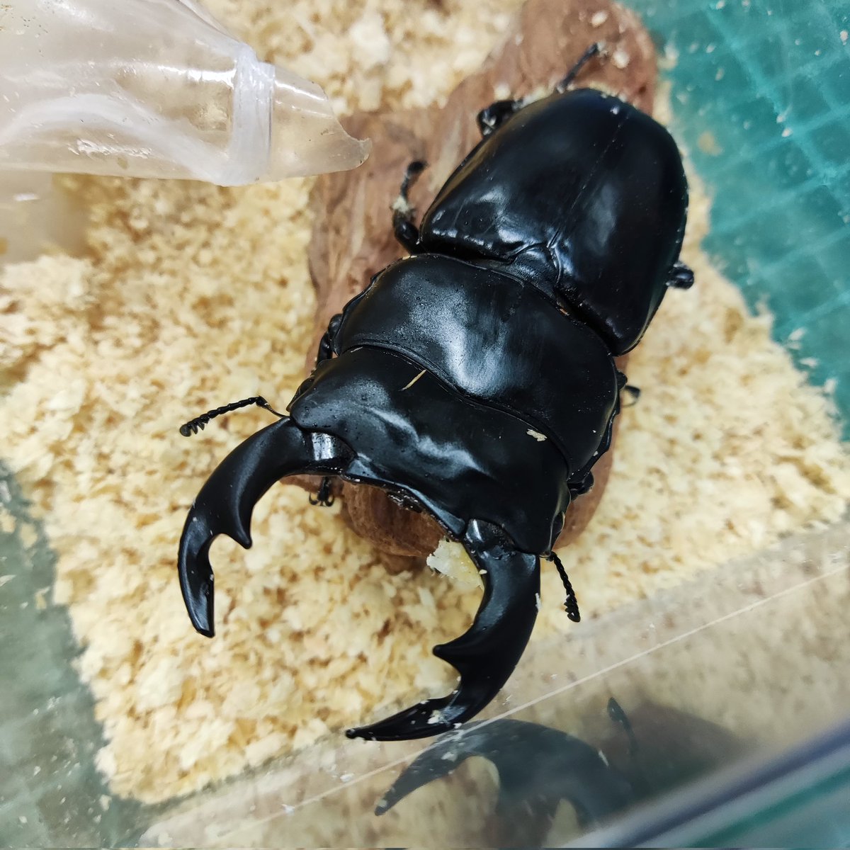 カブクワshopｰMKｰ (@shop_MK_) / Posts / X