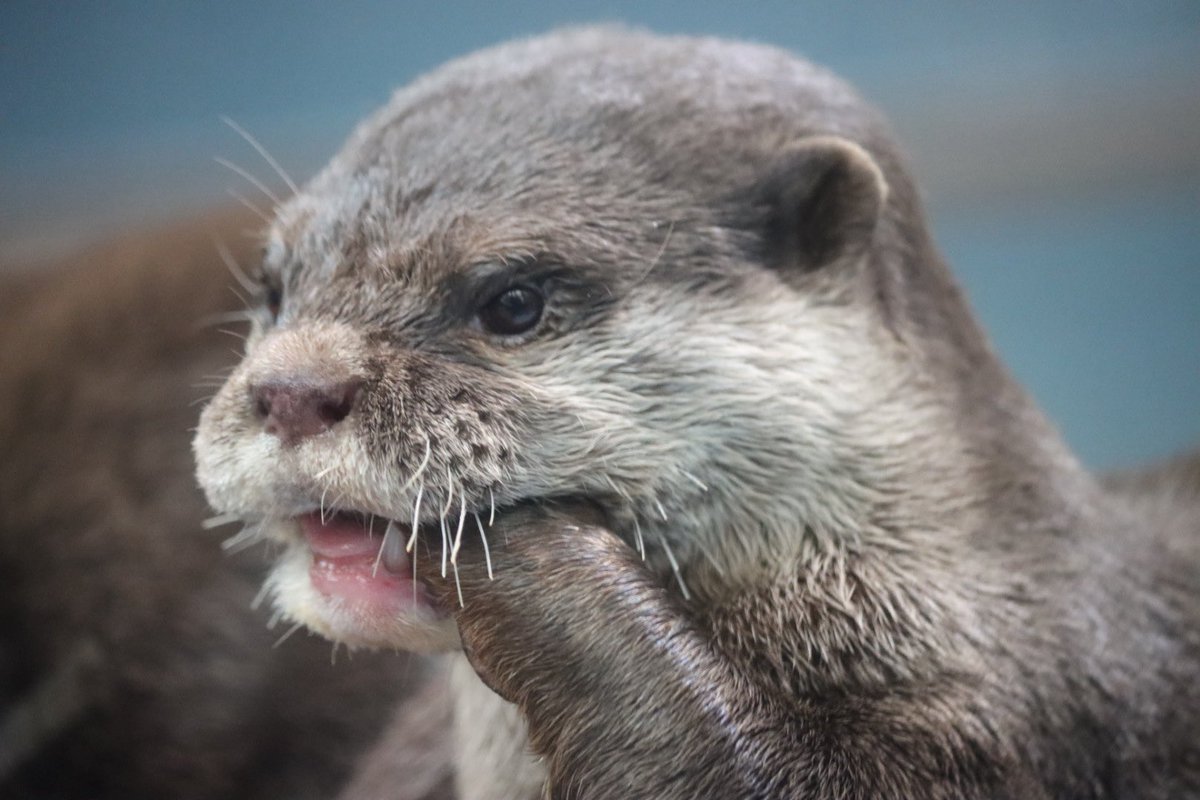 コツメカワウソ