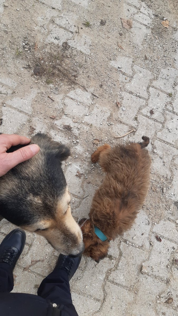 Bunlar ne kadar tatlı ne kadar güzeller bi sessiz canlılar duyabilene değerini bilene 🐕