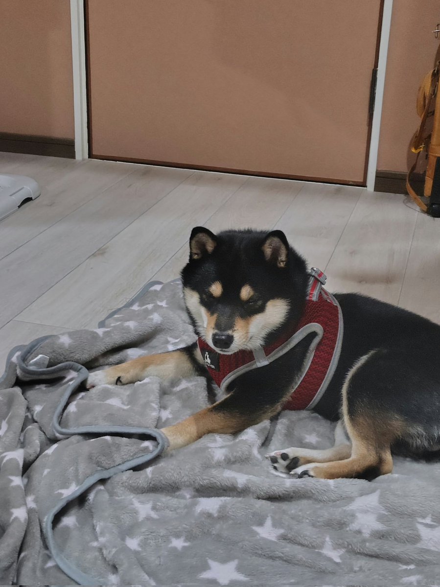 どうして、こんな表情なのかというと……
家の玄関から脱走して外の道に出て行き、部屋着のまま追いかけた飼い主から、また逃げた為、怒られました……💦🐶
庭から下の階段も降りて行ったので、門は絶対閉める事と、家族会議で決めました😥

＃豆柴
＃愛犬の脱走
＃怒られてしょんぼり