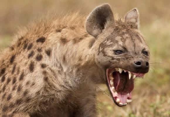 My mother told me a story of a village that was tired of being terrorized by a hyena. Every night the hyena ate a goat or sheep. The villagers decided enough was enough. They held a meeting and agreed to hunt and kill it.

On that day, the hyena came early. But instead of finding