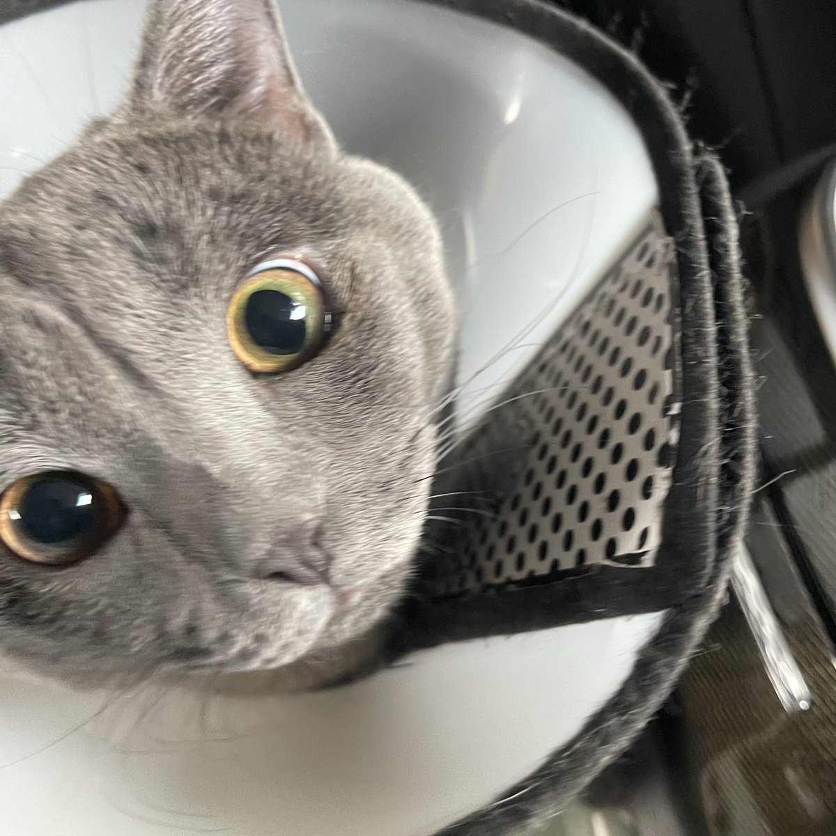 I am backkkk
#cat 🐈‍⬛