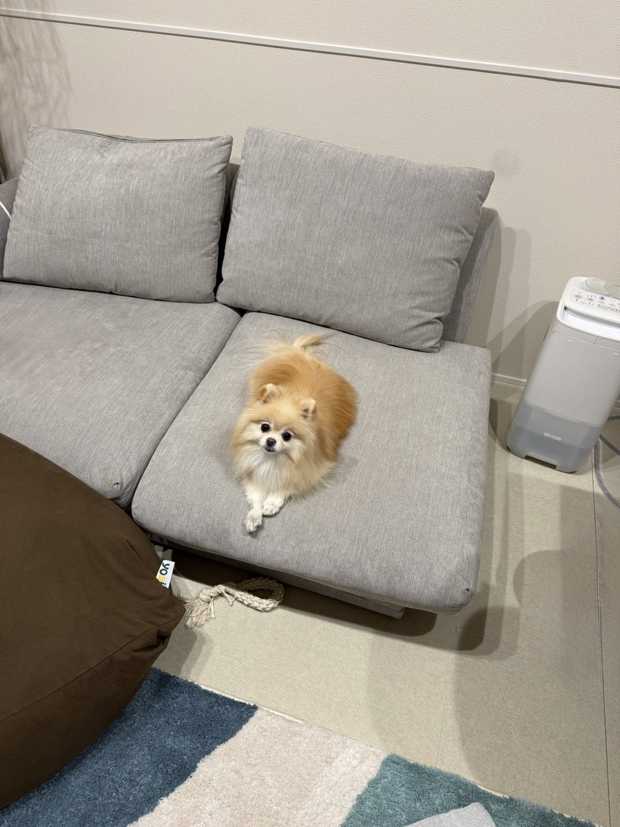 ポメラニアンの若様 (@pomeranian_waka) / Posts / X