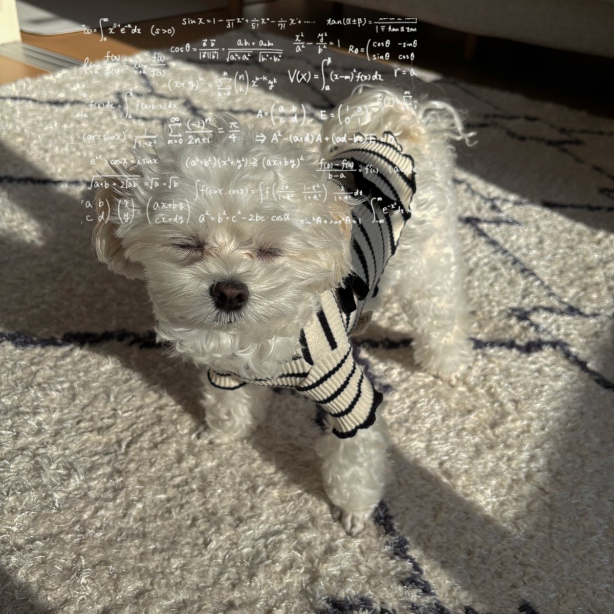 いっぬ イッヌ チャンネル - YouTube