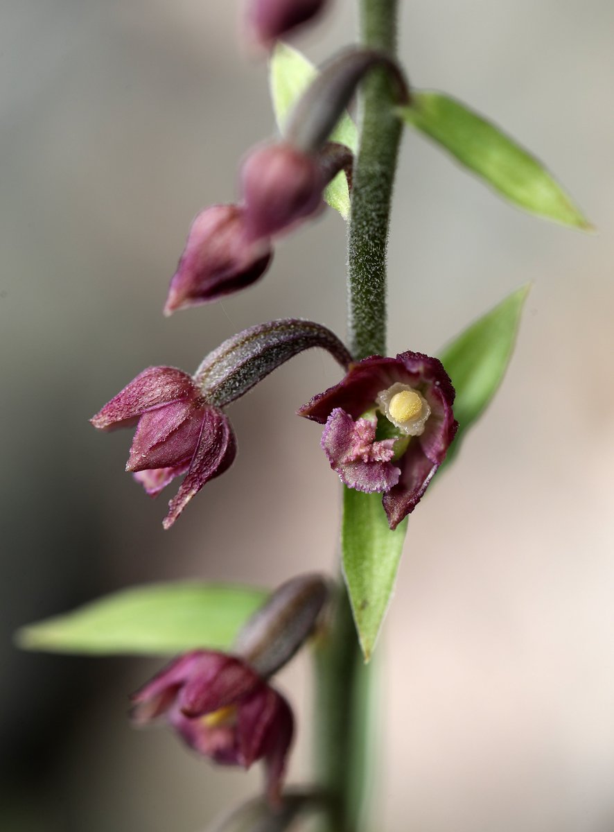 Mariposa_Nature's tweet image. Day 21 of our #AdventCalendar and it's another #orchid - Dark-red Helleborine, one of several orchidaceous stars of the show on our Helleborines of Hutton Roof daytrip led by the brilliant @thenewgalaxy each July.

mariposanature.com/tours/botanica…