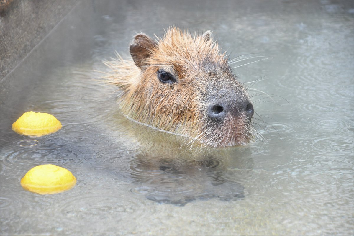 きこ ✨💙❤🌱🏵 (@KinKi171231) / Posts / X