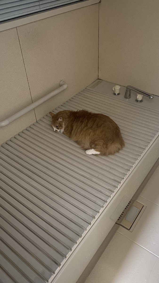 nerediary's tweet image. 定位置 ( ^ω^)
#ねこのいる暮らし