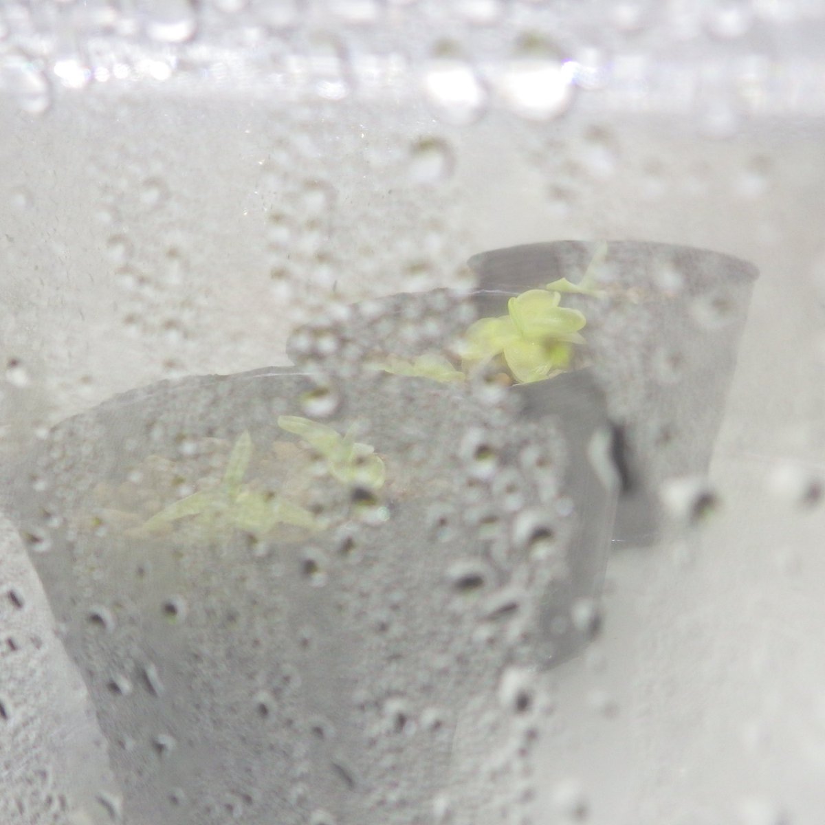 Pinguicula jackii
温暖多湿、充分な散光環境。様々試して結局これが一番。葉挿しもできる。