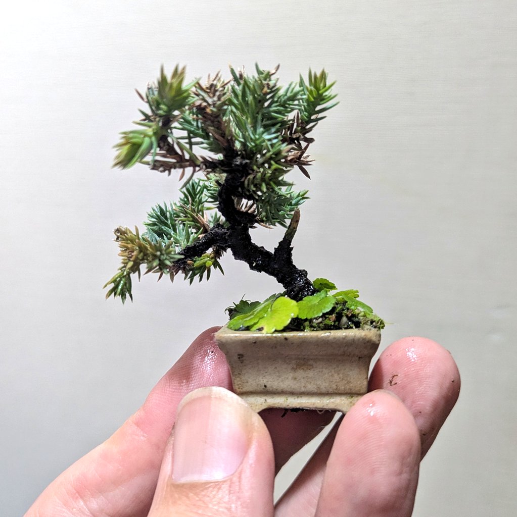ソナレ。 作業中に背中のジンを折ってしまった😢 #盆栽ビフォー