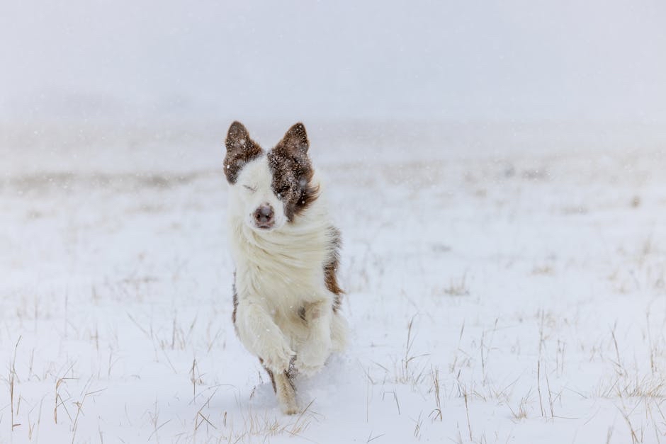 cainmarkings's tweet photo. First day of winter! https://t.co/CfPjTkBYVp