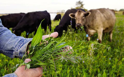 Climate change gets the headlines. Cattle get the blame. Meanwhile, we're losing topsoil at a rate that makes climate change look like a minor inconvenience.

Here's what nobody's explaining: We have about 60 harvests left. That's it. Sixty years before global topsoil degradation