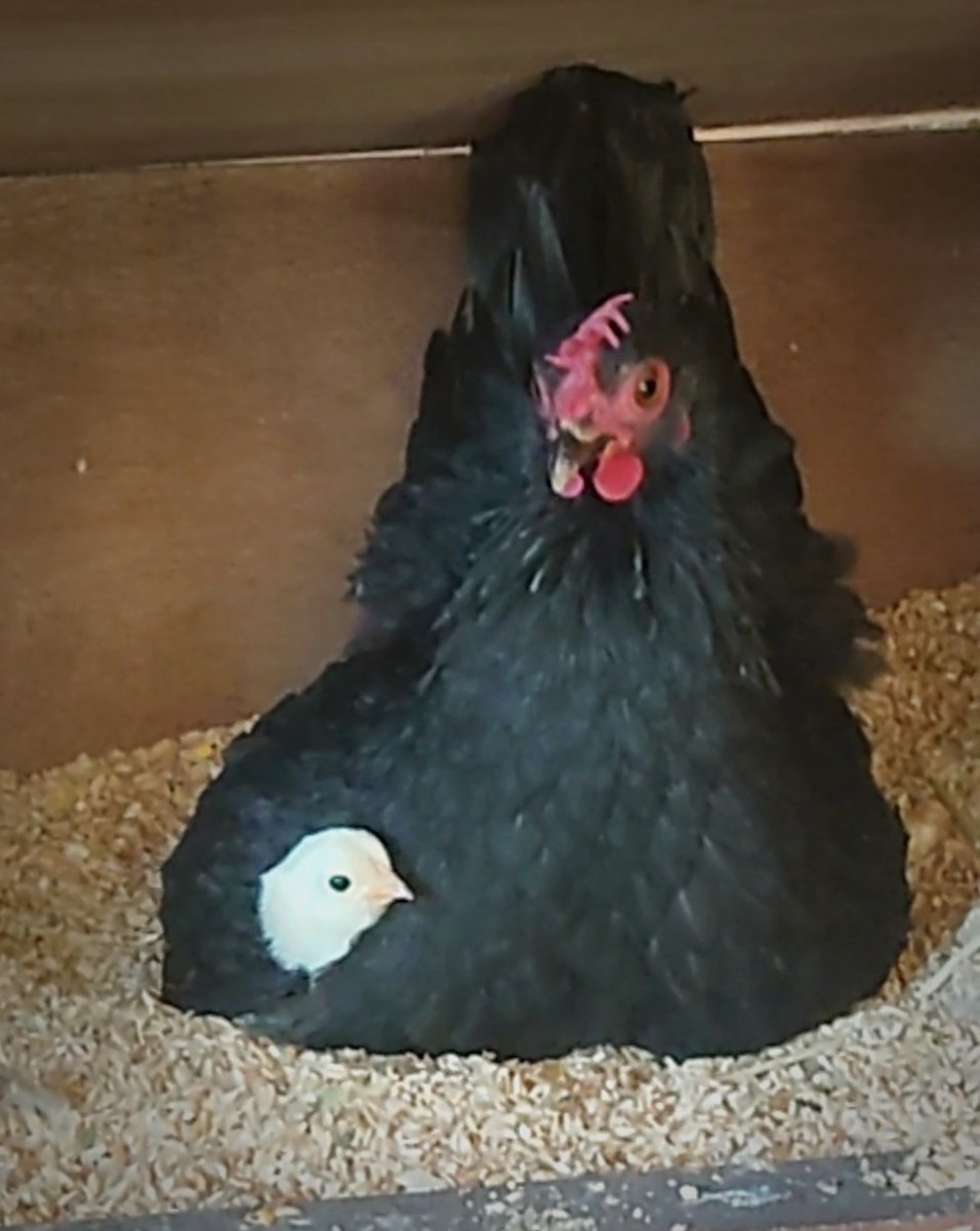 ちえ zc32s (@L68qoq0ynNMJbOi) / Posts / X