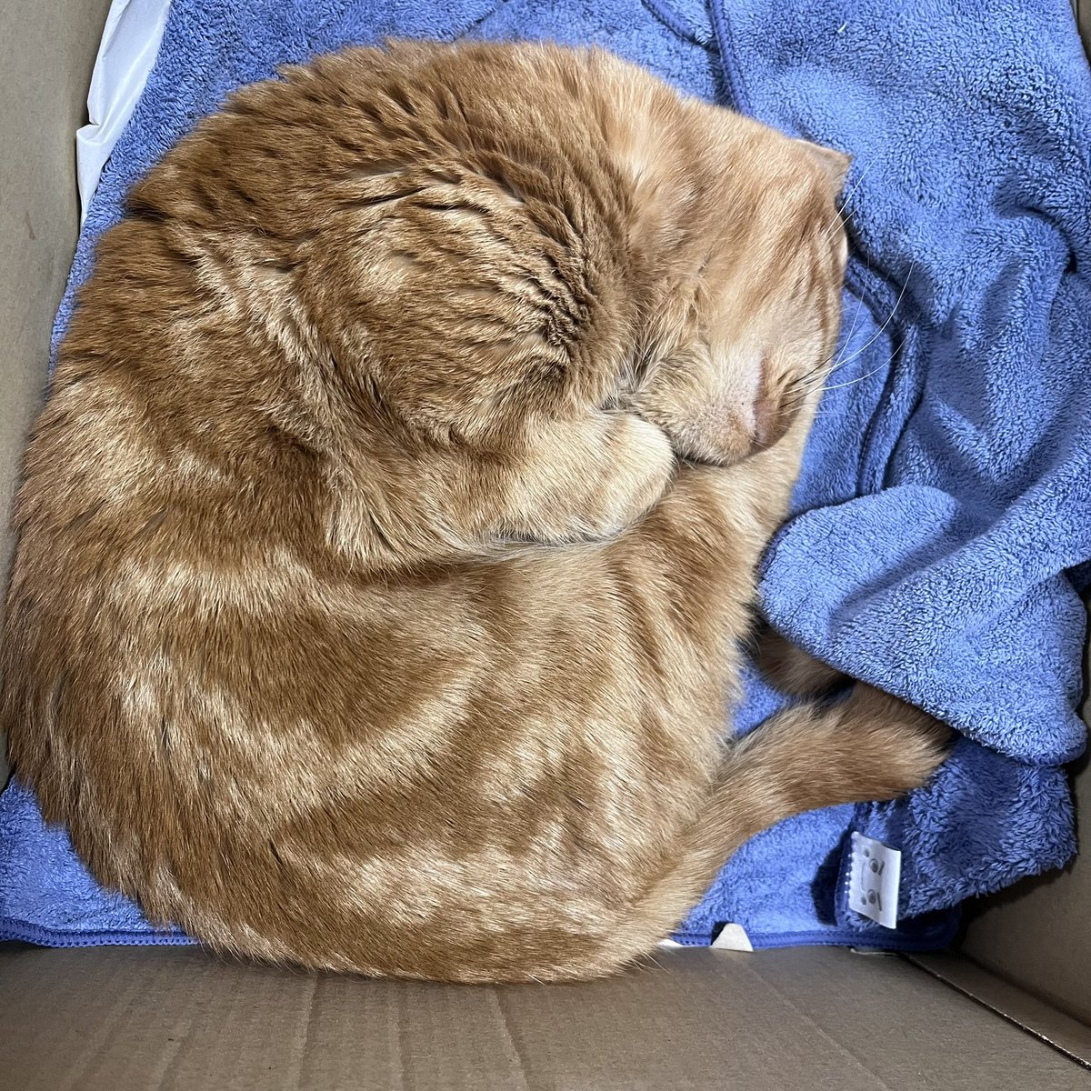 にゃんもないと🌀