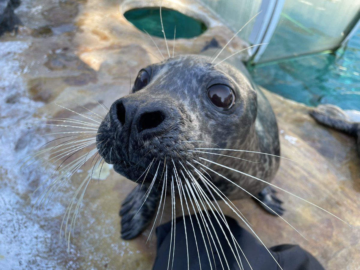 最近のアザラシさんは食いしん坊🐟
冬に向けてたくさん蓄えます☺️

#新屋島水族館
#ゼニガタアザラシ