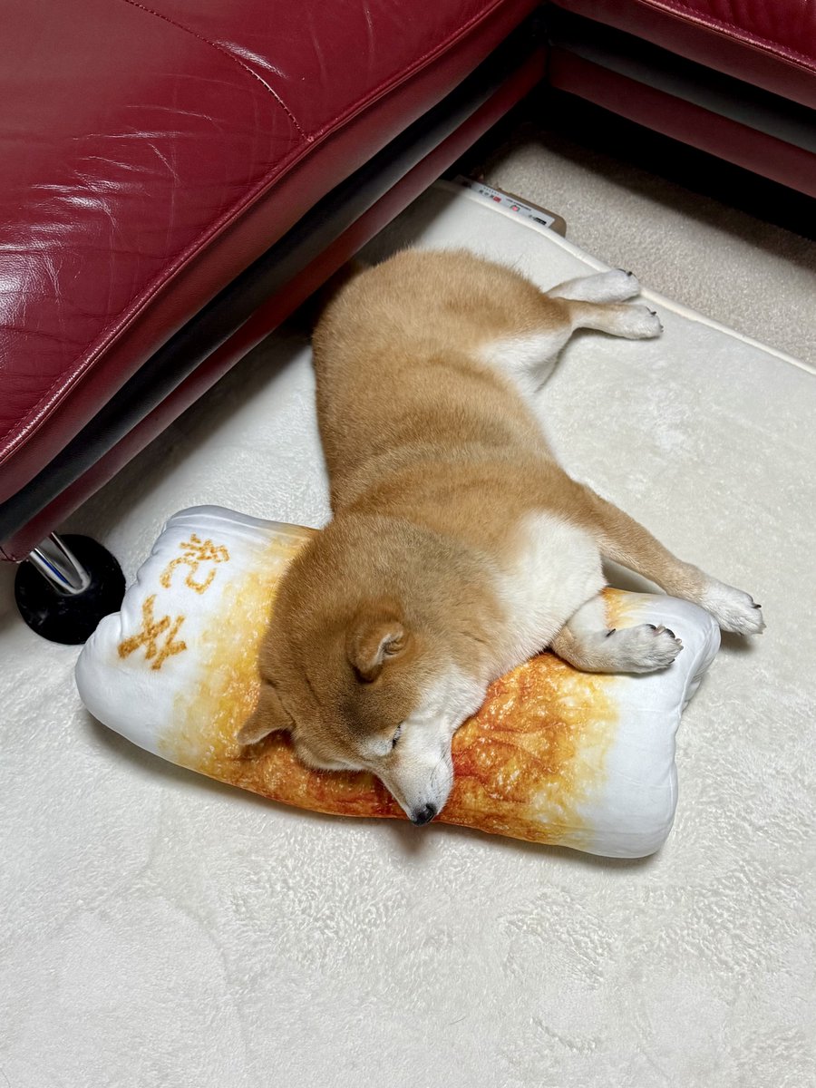 harahetta___z's tweet photo. ←わー上手に使ってねんねしてるー

1時間後→

#柴犬あずき https://t.co/svSt9EtpRO