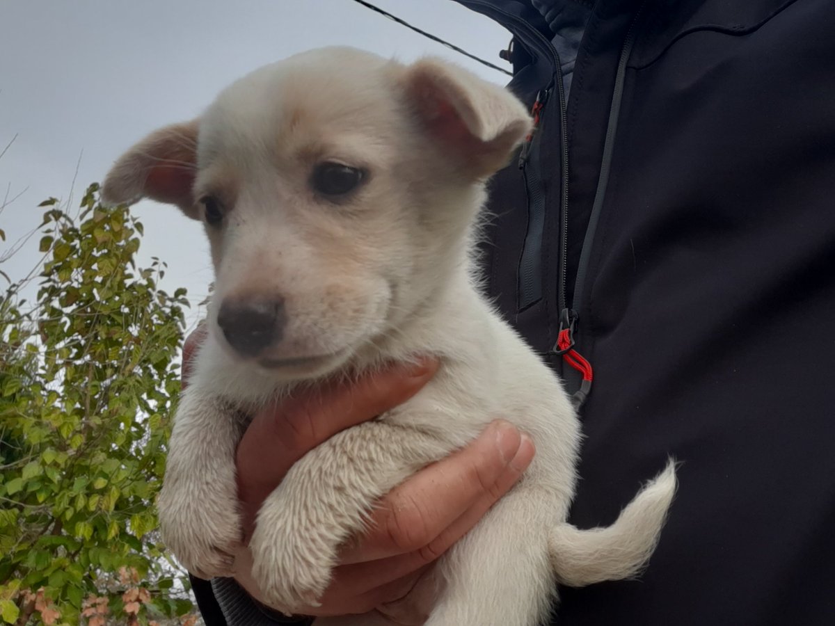 Bakın hemen şu güzelliğe🧿🐕
Ne kadarda tatlı değilmi