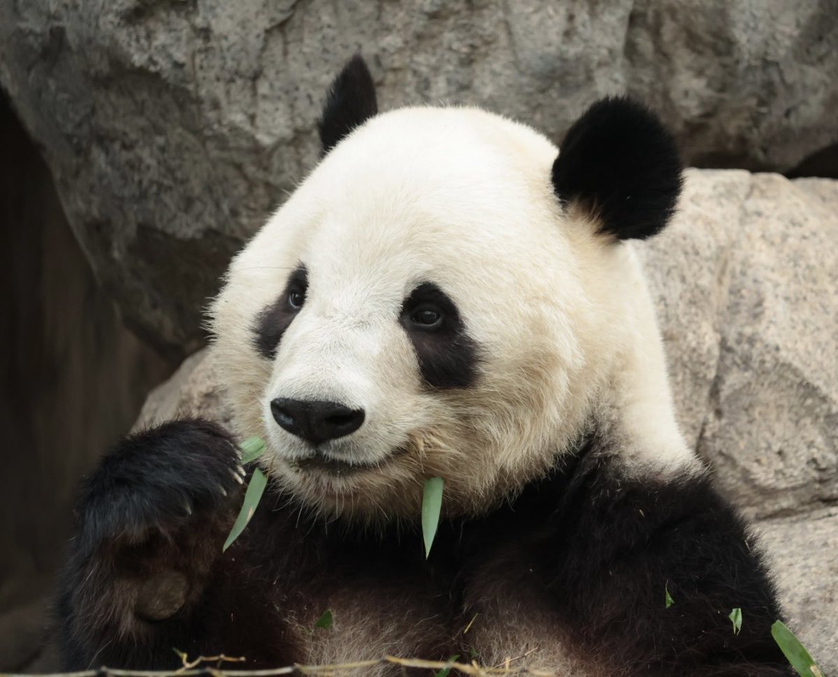 LUKE_パンダ (@0612xiangpanda) / Posts / X