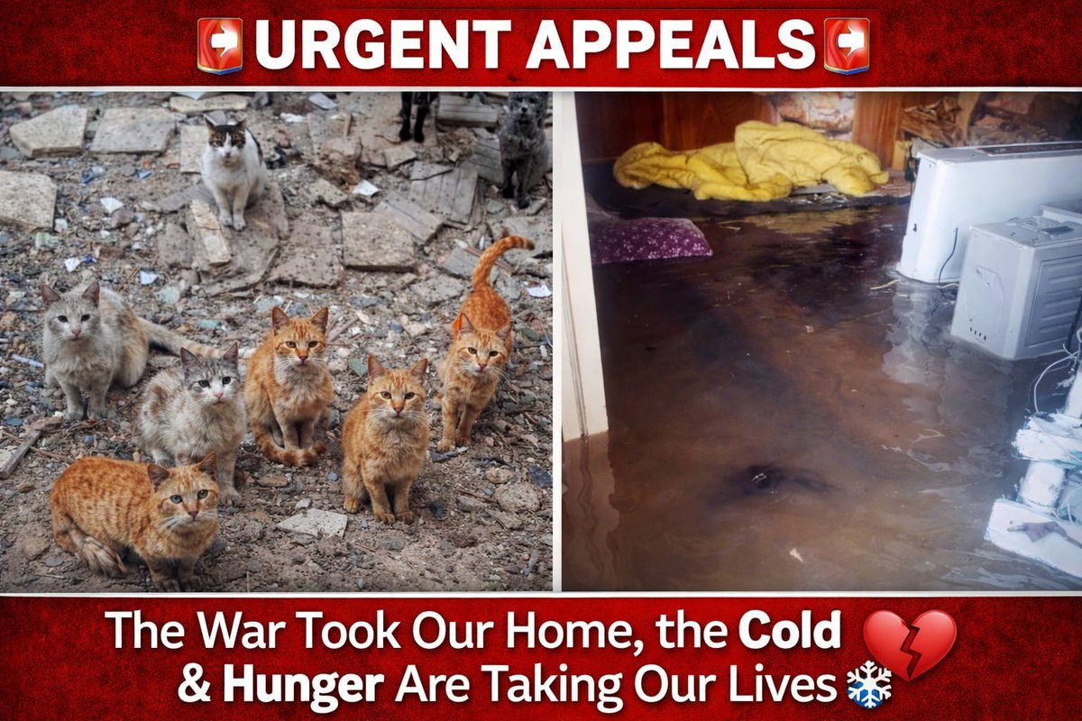 The cold does not pass. It stays, biting deeper each night. We burn scraps of wood just to keep our hands moving. We stand for hours in water lines, and the little money we hold cannot feed both our children and the cats who look at us with trust and hunger.
I look into my