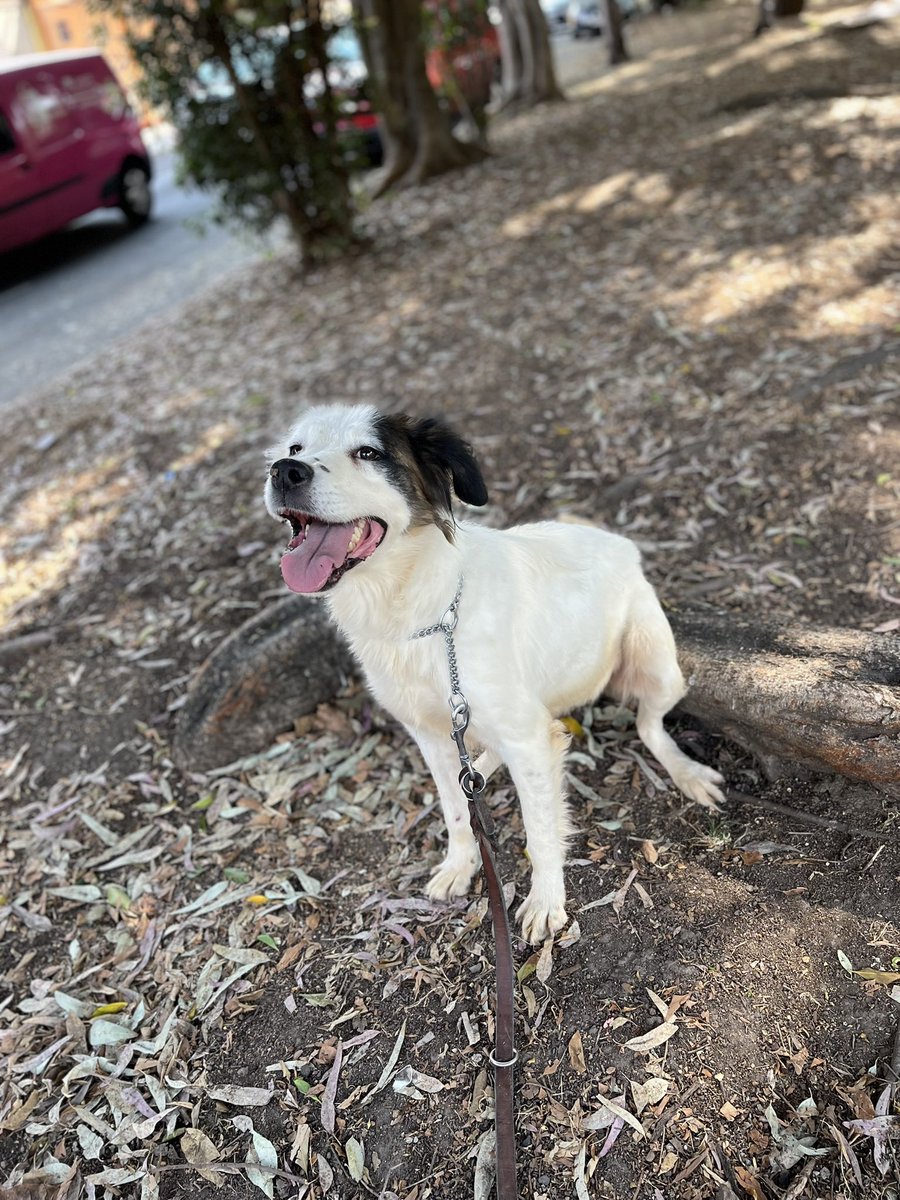 Pequitas

#ADOPCIÓNRESPONSABLE 
Estamos en CDMX.