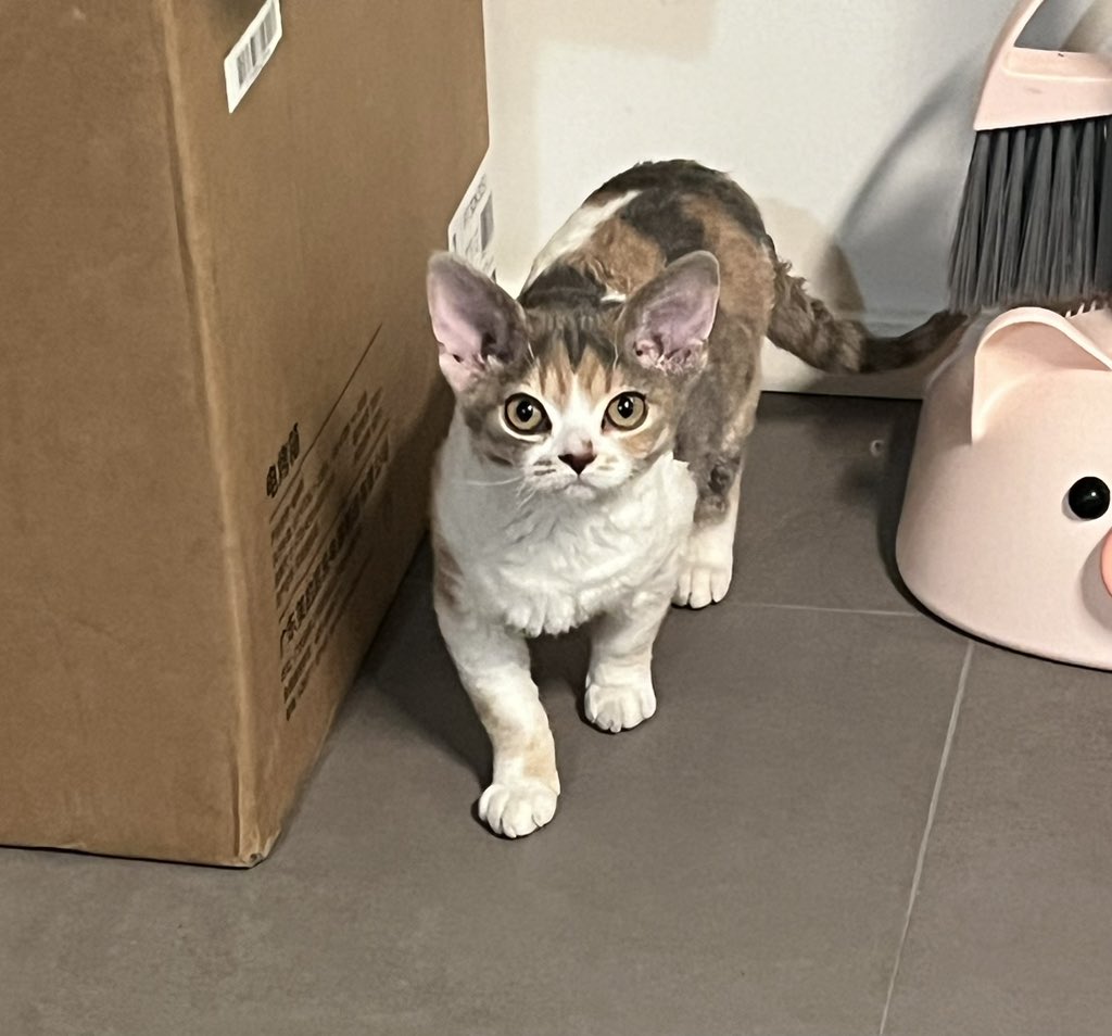 鲔鱼老翁 tweet media