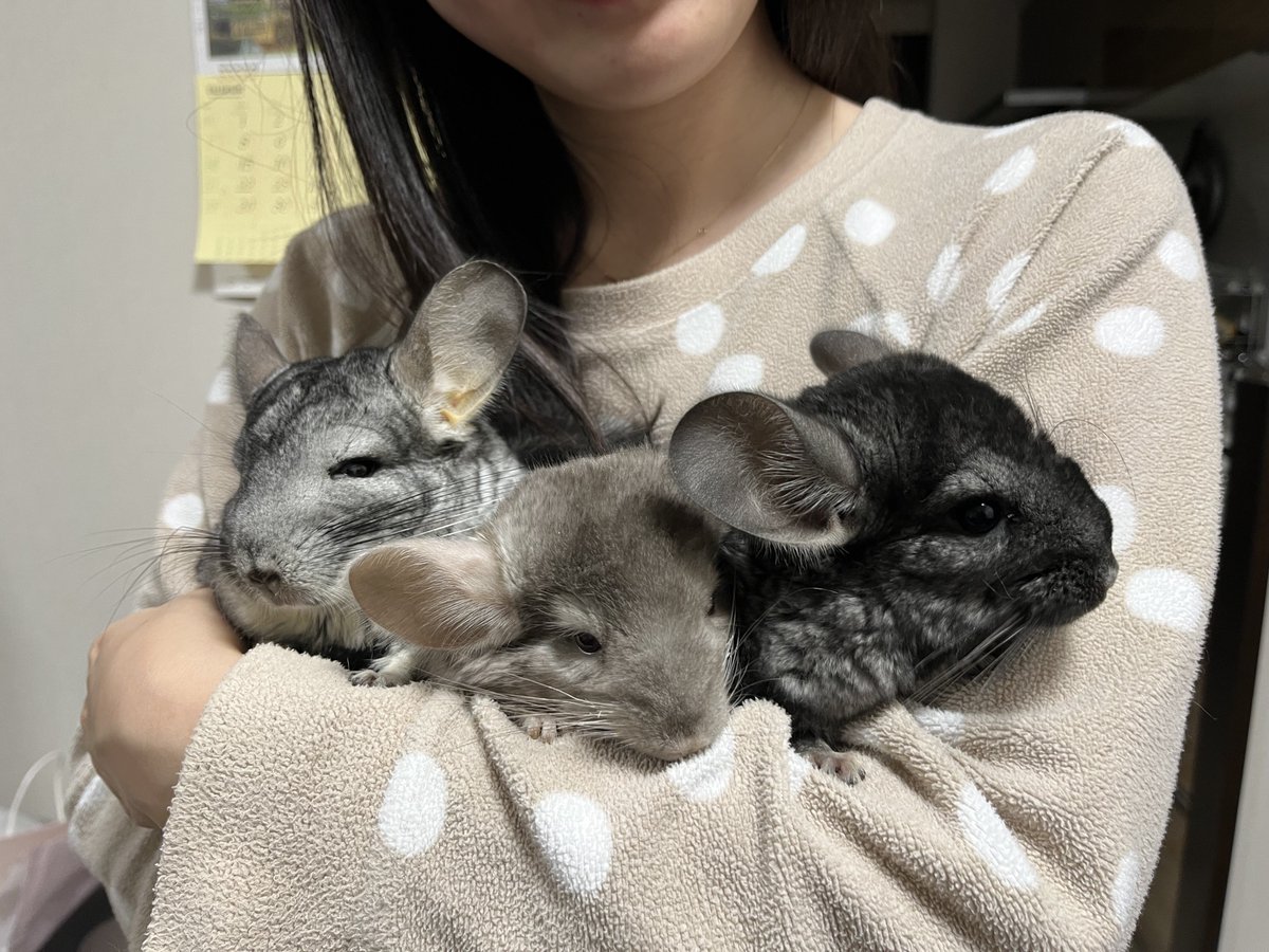 チンチラ プロフ必読‼️です❣️ Amazon.co.jp: やっぱりチンチランド(1) (電撃コミックスEX) : 大川 ぶ