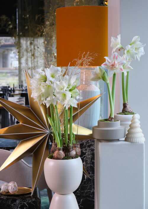 Van tafellinnen tot blinkend glaswerk: voor de kersttafel haal je alles uit de kast. Verse bloemen zorgen voor de finishing touch: met bolbloemen en bollen-op-pot laat je de kersttafel echt sprankelen.

#tulpen #hyacinten #amaryllis #kerst #kersttafel

groenvandaag.nl/een-witte-kers…