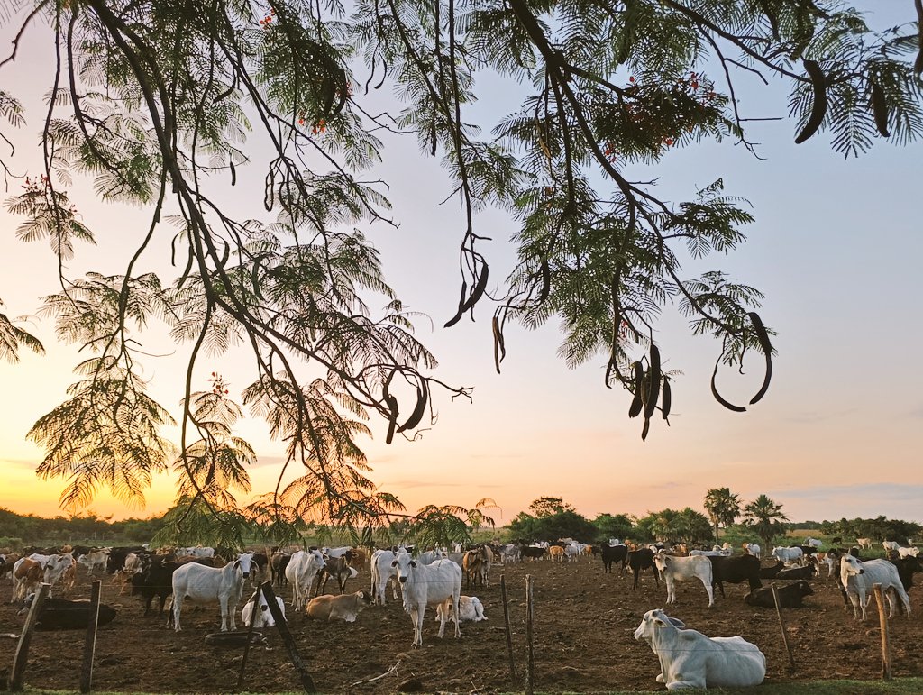 Esto es Paraguay.

No el Shopping del Sol ni las torres con los campos de pádel.

Y así tiene que quedarse.