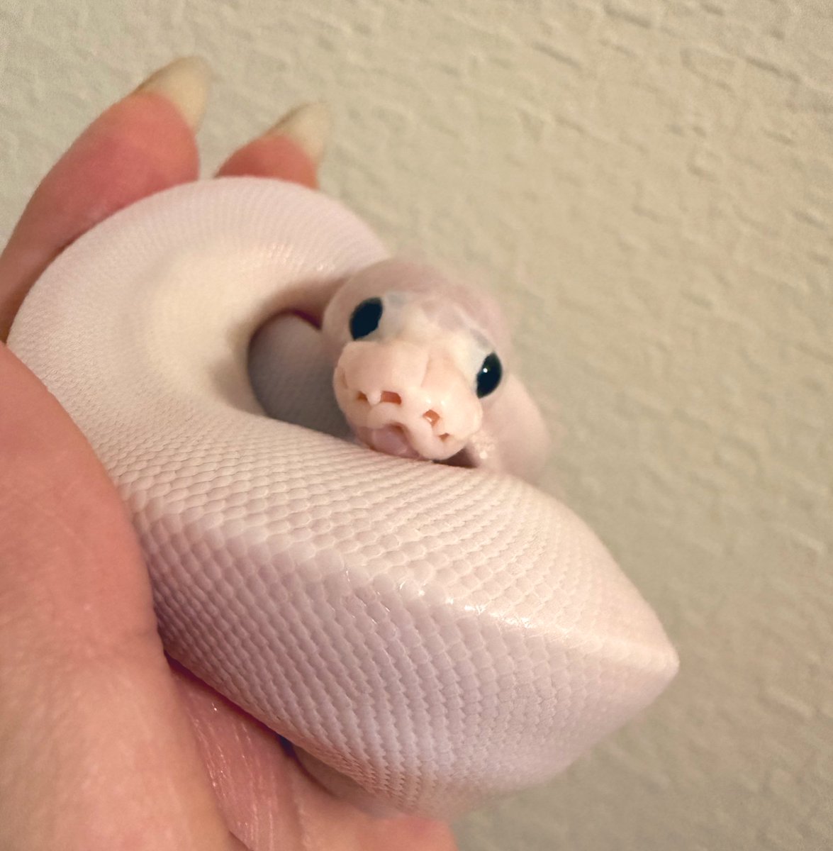 ballpython_s's tweet image. でらなごやにて @KURO_SUN222 からお迎えした🐼ちゃん✨

名前はういろうになりました！
これからよろしくねーっ🫶✨

#ボールパイソン