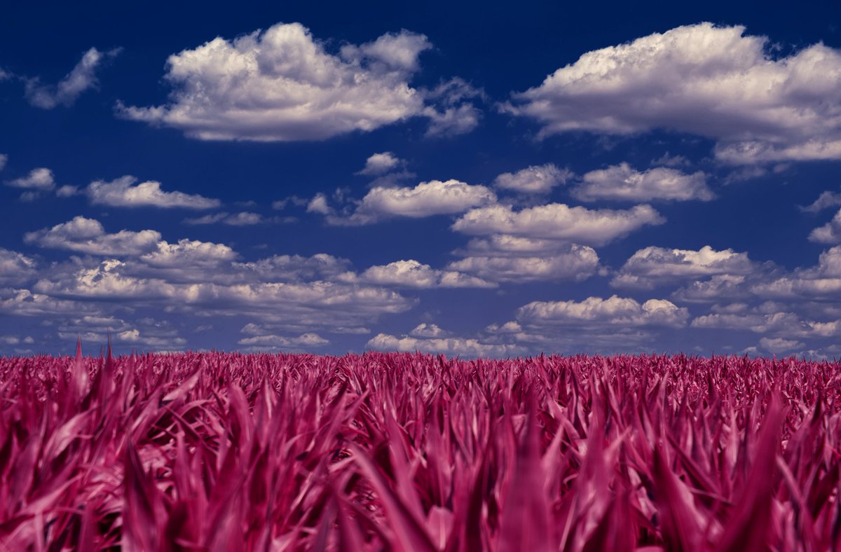 𝔸𝕃𝕏 𝕍𝕀𝕃𝔻𝕊𝕌ℕ ▫️Artist 🔺 tweet media