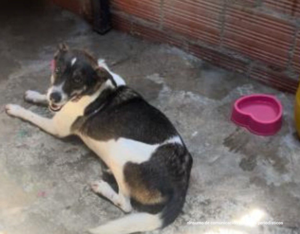 Las pruebas recopiladas por la Fiscalía permitieron que Mario Pastrana Prieto aceptara mediante preacuerdo su responsabilidad en la grave agresión ocasionada a una canina llamada ‘Juana de Arco’, en hechos ocurridos el 8 de junio de 2024, en Ibagué (Tolima). El hombre golpeó al