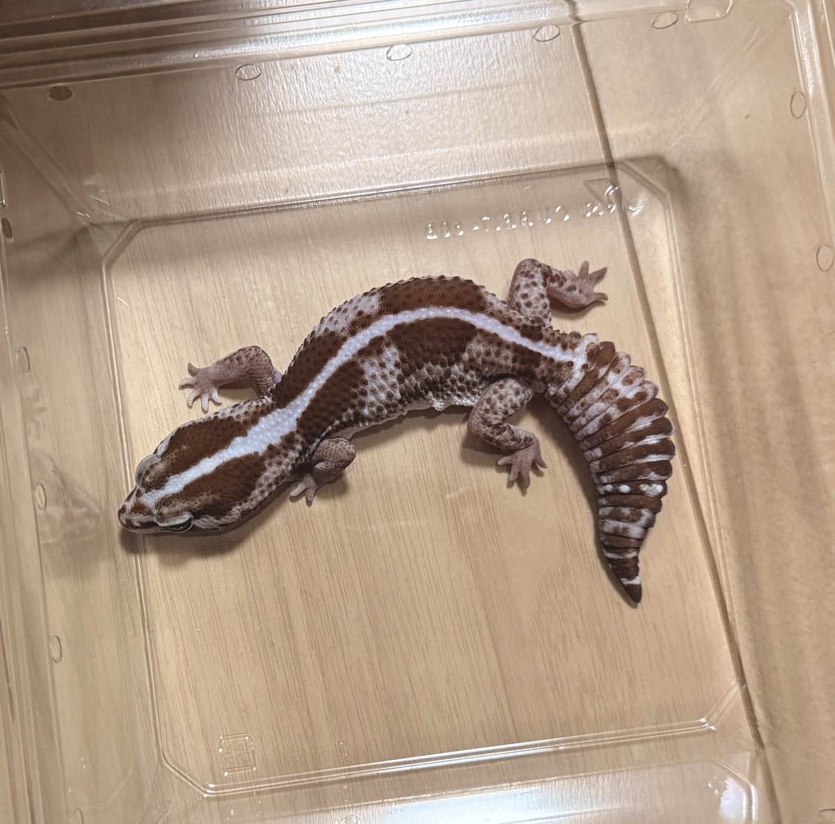 CB.Japan.Reptiles (@CB_Japan4649) / Posts / X