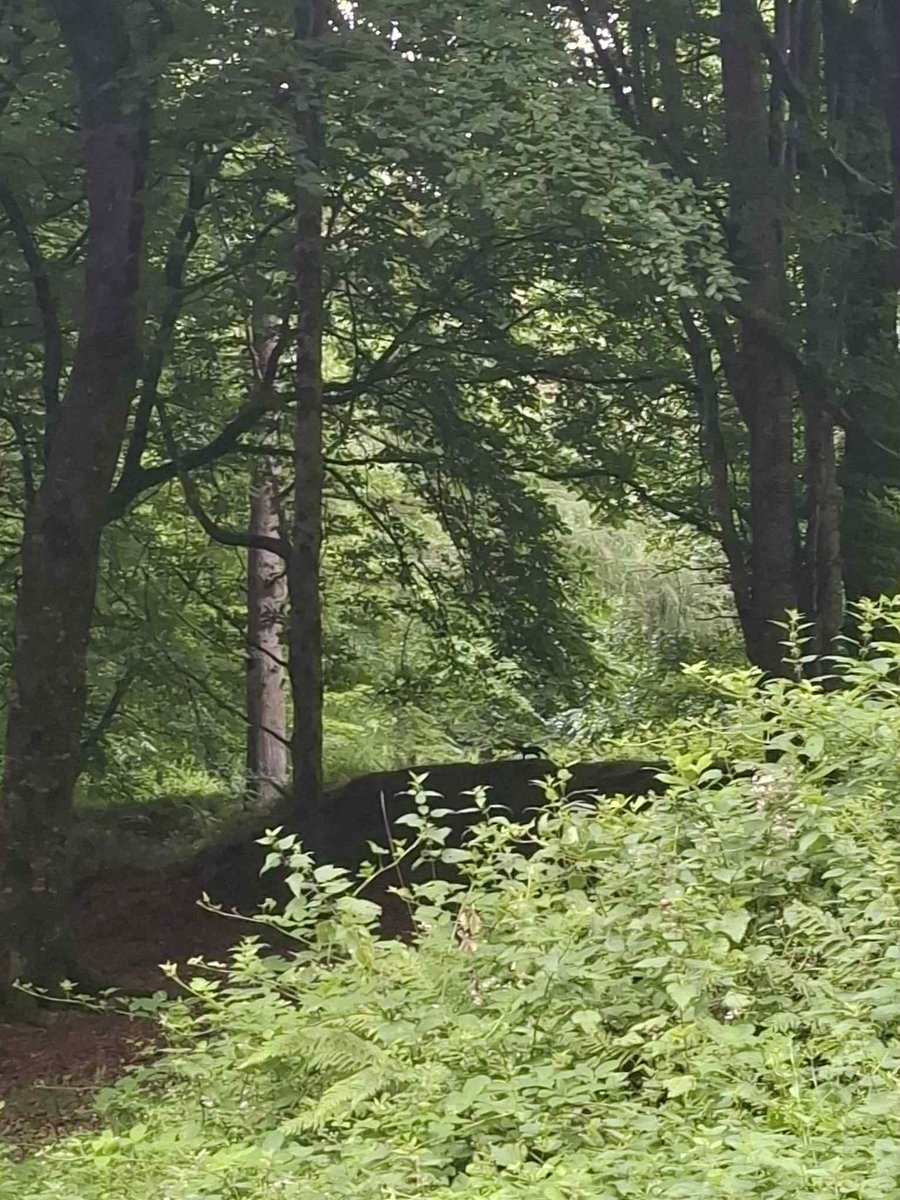 Can you spot the Pine Marten in Massy's Wood? Did you know that exposure to pine marten predation was found to have an indirect positive effect on red squirrel populations? #biodiversity #nature #wildlife