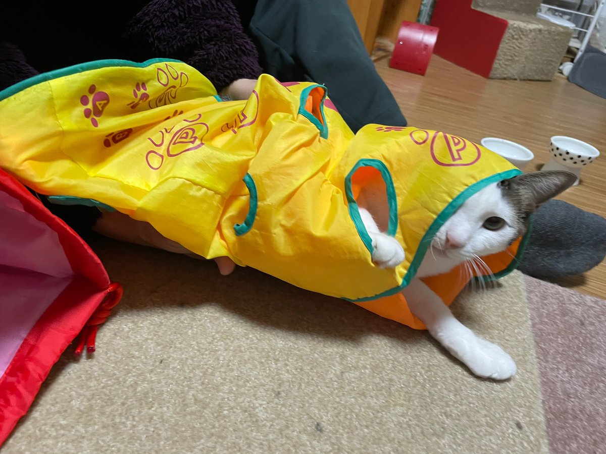 2025年も残り僅かです🐈🐈‍⬛✨ #cat #猫