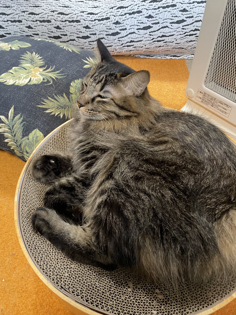 2025年も残り僅かです🐈🐈‍⬛✨ #cat #猫