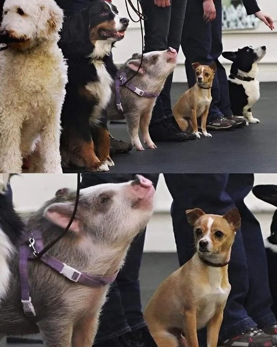 everything dogs 🐶 (@everythingdogss) on Twitter photo 