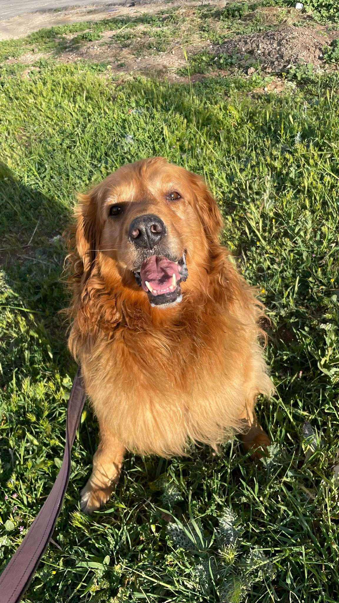 اختفت الكلبة ليلي من ضاحية الحسين في الرابية غربي عمان امس وشوهدت مقابل المستشفى الاستشاري بوادي صقرة. ليلي تعرف اسمها وتستجيب له. على من يشاهدها او يعثر عليها الارسال الى بريد خبرني الخاص 